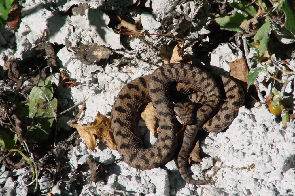 vipera